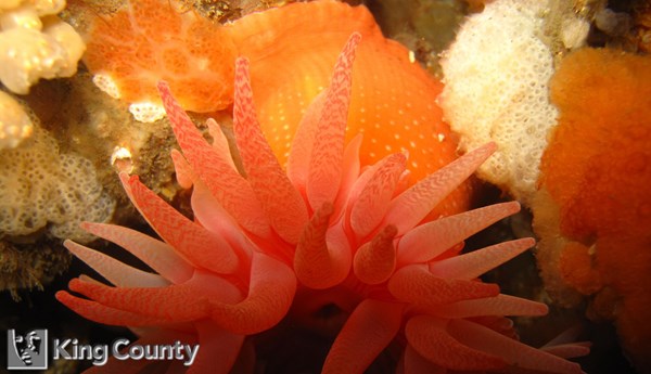 Photo of Cribinopsis fernaldi